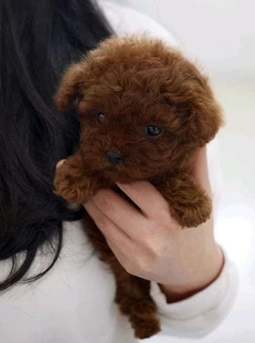 macke na poklon: Najmanje pudle, od najlepsih roditelja u Evropi samo u — 4