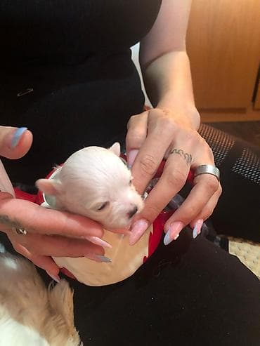 french bulldog psi: Na prodaju stenci maltezeri majka je mini otac patuljasti cistokrvni — 7