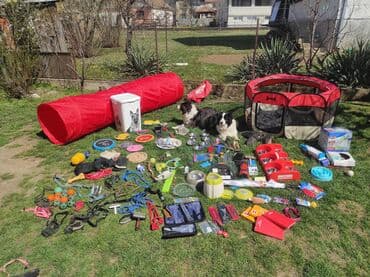 Domaće životinje: Border koli (collie ) štenad. Aspri eklesija kennel (odgajivačnica) — 5