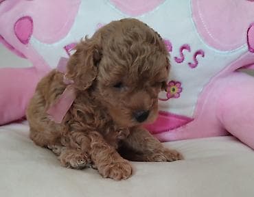 maltezer mali psi za stan na poklon: TOY PUDLE Izuzetni štenci ženke i mužjak, oštenjeni 23.3.2026. od — 2