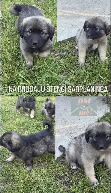sajtovi za prodaju pasa: Štenci šarplaninca - Rasa: šarplaninac (pastirski pas poznat po — 1