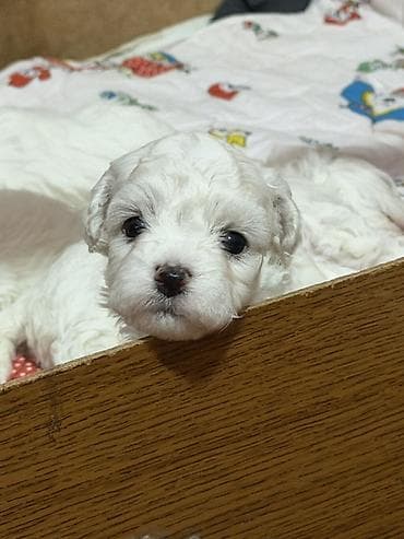 ovcar psi: Bišoni – pahuljasti, kovrdžavi psi sa crnim okicama. Mekana — 5