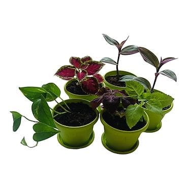 visece biljke: - Raznolik set dekorativnih sobnih biljaka - Tradescantia zebrina — 3