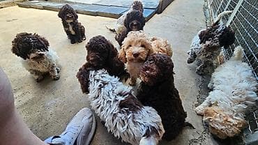 lagoto romanjolo za stan: Lagotto Romagnolo štenci Dostupni štenci Lagoto Romanjolo od roditelja — 1