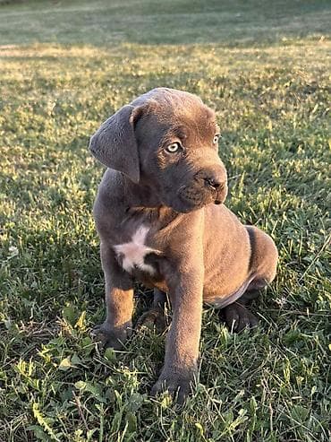 beli psi veliki: Rasa Cane Corso snažne građe) Starost: 45dana Boja dlake: nijanse — 5