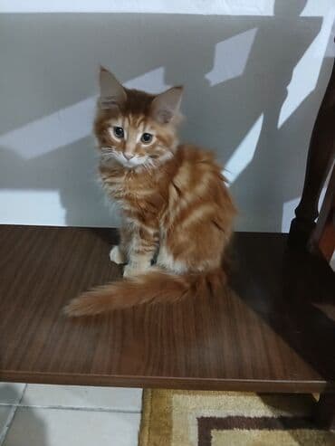 jeftina hrana za pse: Mace dugodlake – leglo prelepih mačića - Tip: kućne mačke dugodlake — 9