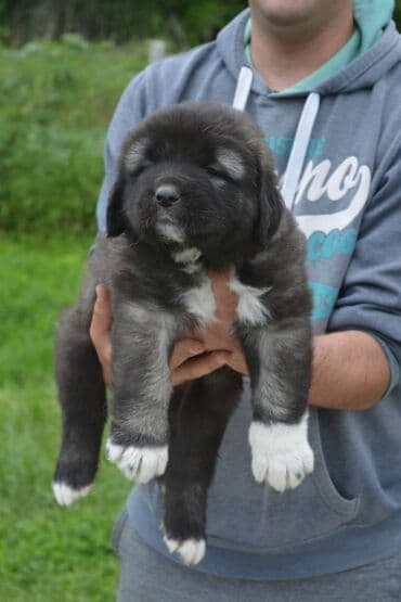 Životinje: Odgajivačnica "Joxateam kennel" prodaje štenad Kavkaskog ovcara od — 7