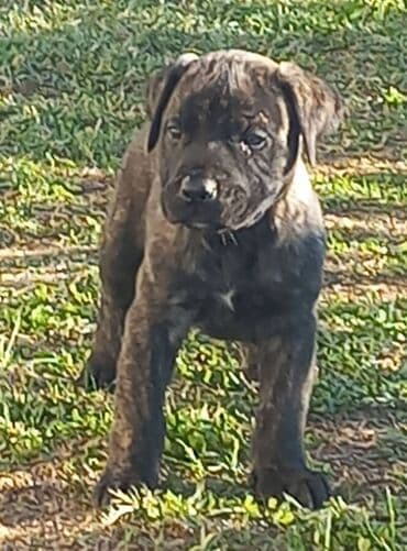 psi na poklon srbija: Presa Canario štenci na prodaju, stari mesec i po dana. Vakcinisani — 3