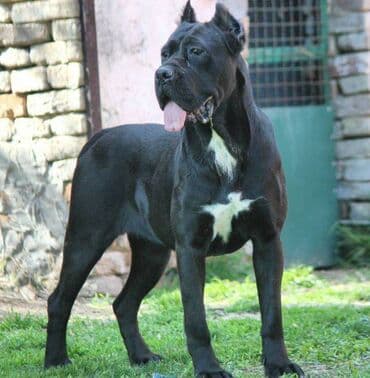 Psi: Cane Corso štenci dostupni za rezervaciju! U ponudi imamo tri — 19