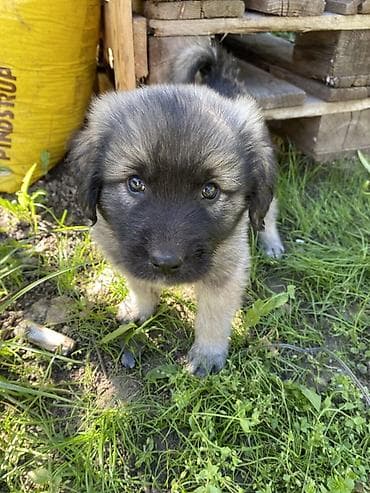 sajtovi za prodaju pasa: Štenci šarplaninca - Rasa: šarplaninac (pastirski pas poznat po — 3
