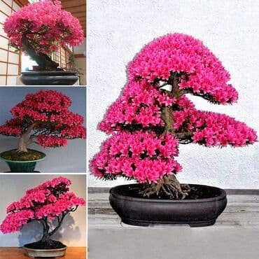 mini motorne testere: Sakura Bonsai mini japanska trešnja seme
Cena: 550din/5 semenki — 8