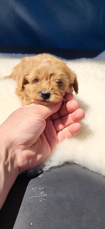 patuljasti snaucer cena: Maltipoo stenci ostenjeni 11.04.2026. Majka mini maltezer a otac — 4