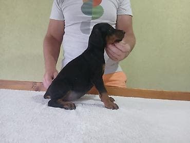 kovrdzavi psi: Vrhunski Doberman štenci 6 nedelja stari, vakcinisani i redovno — 5