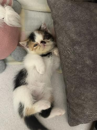 psići na poklon: Na prodaju mačići persijske egzotične (Exotic Shorthair) rase. Vrlo — 7