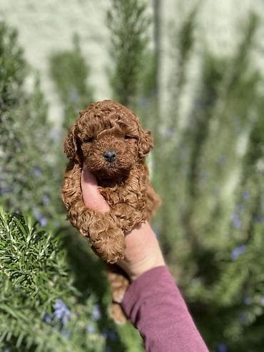 Dogs: Registrovana odgaivačnica ima u ponudi štenci toy i patuljaste pudle — 2