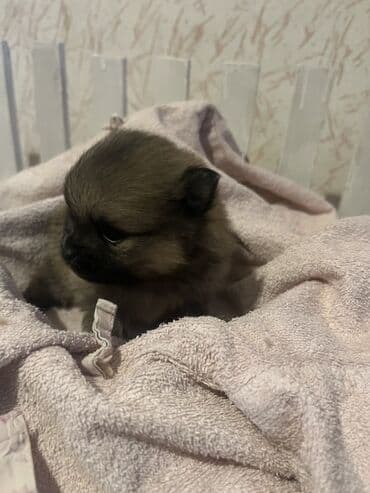 Psi: Pomeranac (špic) štene - Rasa: pomeranski špic (mini/spic tipičnog — 4