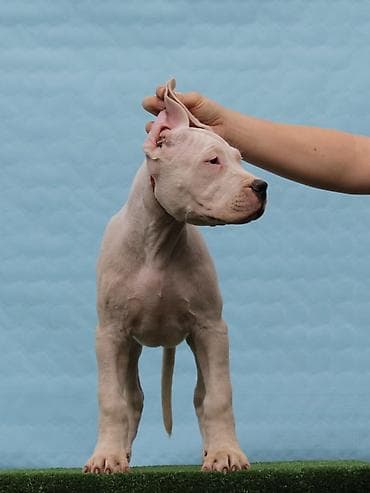 sorcamajicatorbica na poklon: Legle dogo argentino štenaca Sa ponosom predstavljamo vrhunsko leglo — 4