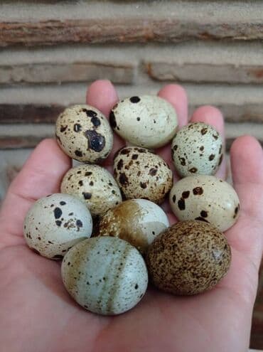 resetke za odvod vode: Uvek sveža oplođena jaja japanske prepelice dobro skladistena na — 1