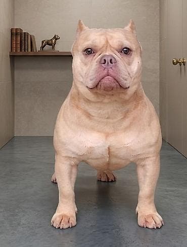 štene pomeranci na poklon: American Bully Ženka je stara 15 meseci, vrhunskog, izuzetnog porekla — 3