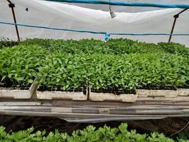 za dvoriste: Paprika, plastenička kaptur, kameleon 145 din, fortesa ljuta 150 din — 1