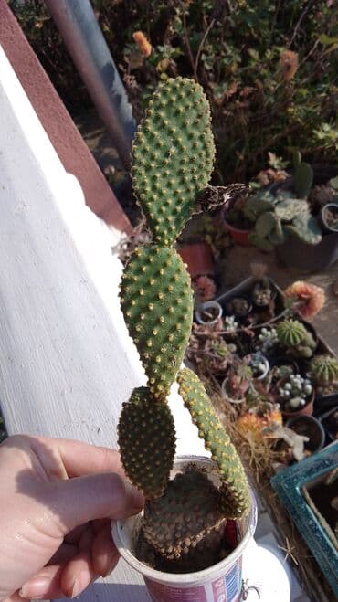 buket sa slatkisima: Kaktusi – više vrsta (Opuntia i Mammillaria) - Opuntia (indijske — 2