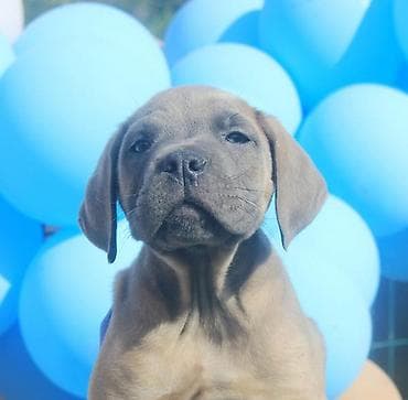 kućice za pse beograd: Cane Corso štenci U ponudi veoma perspektivni štenci iz različitih — 4