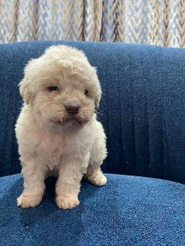 psi koji trazi tartufe: Na prodaju cistokrvni lagotto romagnolo stenci stari mesec i po i — 4
