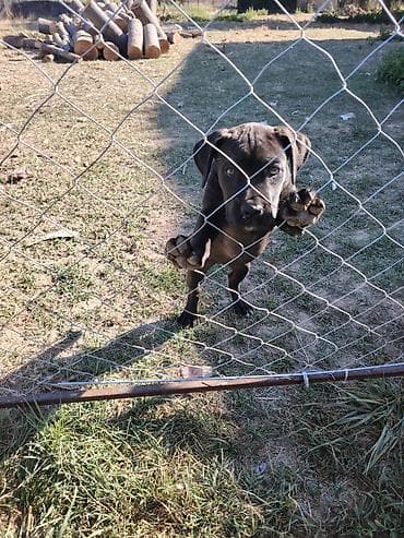 Psi: Štene cane corso Ženka, stara 2 ipo meseca Očišćenje od parazita i — 3