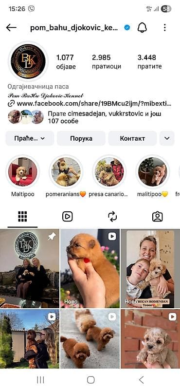 psi na poklon cacak: Cistokrvni pomeranci vrhunske genetike vakcinisani. Odgaivacnica — 6