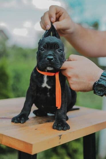 psi koji trazi tartufe: Postanite vlasnik jednog od naših vrhunskih Cane Corso štenaca — 22