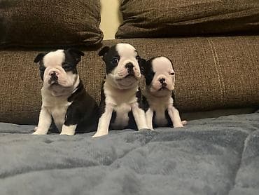 stenci mopsa: Boston terijer zenska stenad dostupna za rezervaciju u nove domove gde — 8