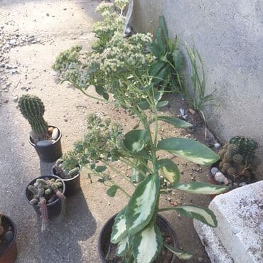 forma ideale sto za dnevnu sobu: Razno ne mrzne — 1