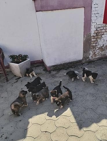 polovni kavezi za zeceve: Američka Akita, štenci Na prodaju štenci američke Akite. Štenci su — 6