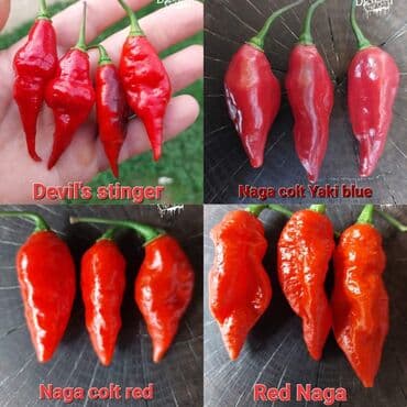 za dvoriste: 🌶Seme najljućih i egzotičnih čili papričica🌶 Za kupljenih pet — 14