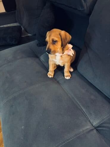 mini psi za stan: Mlado štene mešanca – ženka, kratkodlaka, toplobraon boje sa belim — 4