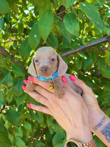 egzoticne ptice prodaja: Odgajivacnica pasa "Happy Puppies" ima u ponudi patuljaste jazavicare — 9