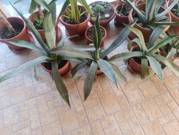 wc solja novi sad: Aloe Vera više vrsta — 3