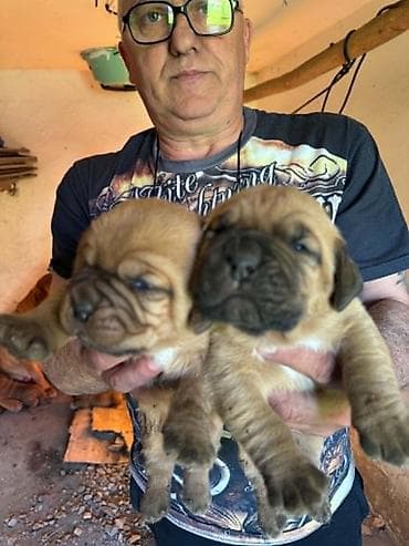 Pets & Animals: Na prodaju prelepi štenci bordoške doge. U ponudi 3 ženke i 2 mužjaka — 5