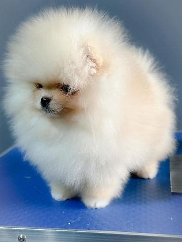 Sweatpants: Pomeranci.
Dostupni stenci vhunskog kvaliteta — 4