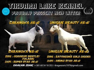 oglasi psi: Odgajivačnica TIKVARA LAKE KENNEL FCI 7519 predstavlja vrhunske štence — 13