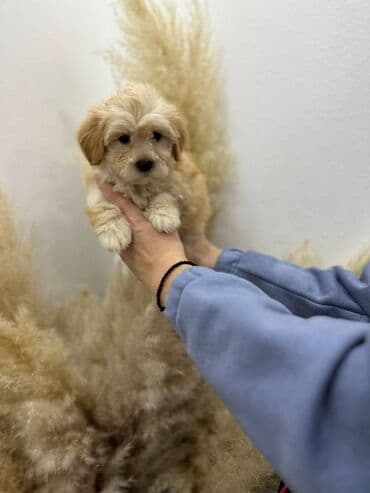 na prodaju mastiff: Maltipoo vrhunske genetike u registrovanoj odgaivacnici Bahu Djokovic — 9