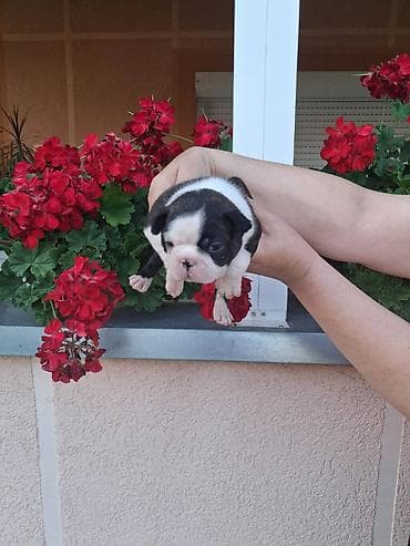 labrador štenci cena: Na prodaju prelepi čistokrvni štenci Boston terijera. U ponudi dve — 2