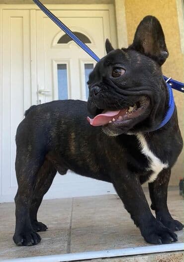 mini psi za stan: Francuski buldog – mužjak, tigraste (brindle) crne boje sa belom — 2