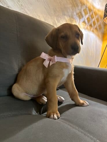 mini psi za stan: Mlado štene mešanca – ženka, kratkodlaka, toplobraon boje sa belim — 1