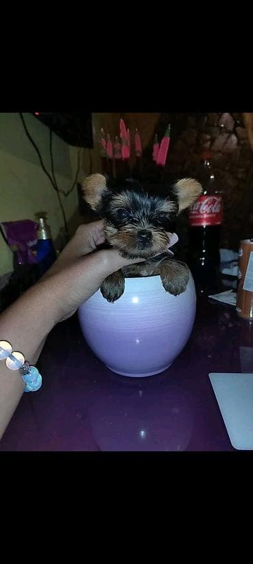 meso za pse prodaja: Jorkšir terijer – štenci iz kućnog legla majka ima kilo i po otac 980 — 8