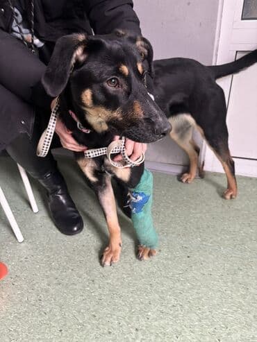 mesanac zlatnog retrivera i labradora: 🐾 HITNO TRAŽI DOM – LEPOSAVA, HEROINA IZ MIRIJEVA! 🐾 Leposava je — 7