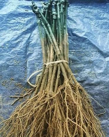 Prokupac Crna Plovdina Hamburg Žuta tamnjanika Muskat italija Afus ali