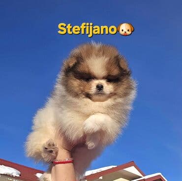 mali beli psi: Pomeranac Boo. Vrhunski stenci pomeranca, minijaturnog patuljastog — 8