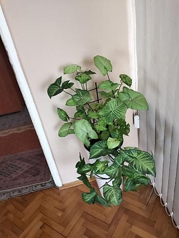 trake za spavanje: Sobne i ukrasne biljke u saksijama – više vrsta - Syngonium — 1