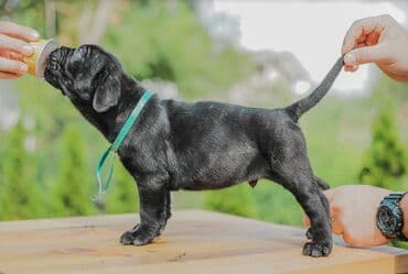 psi koji trazi tartufe: Postanite vlasnik jednog od naših vrhunskih Cane Corso štenaca — 16